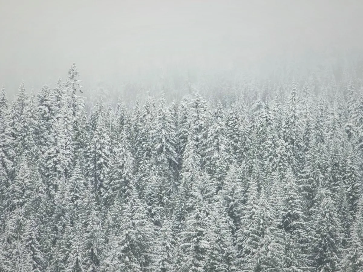 Capa editorial moderna do post: Feliz Yule, Feliz Novo-Ano e os ciclos da natureza