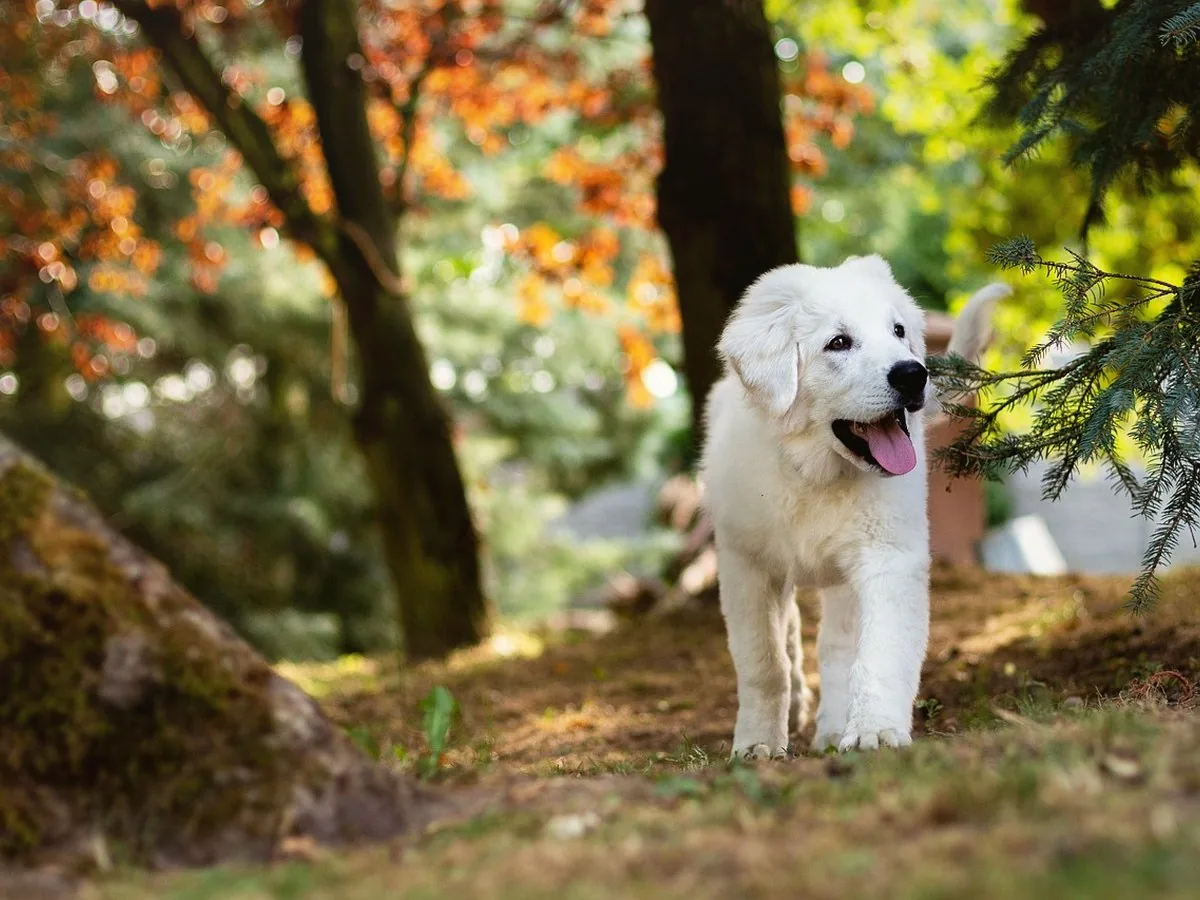 Capa editorial moderna do post: Os animais têm emoções e “caminham” conosco na jornada evolutiva!